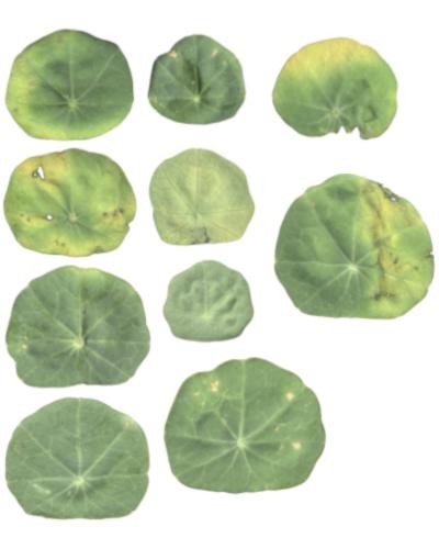 10 Leaf Textures preview image 1